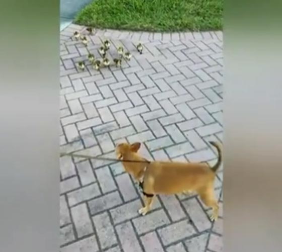 فيديو طريف.. صغار البط تطارد كلبا فيهرب منها خائفا ومرتبكا صورة رقم 1