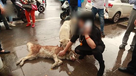 صور مؤثرة: كلب وفي بحاول اسعاف صديقه الذي صدمته سيارة ويُبكي الملايين  صورة رقم 4