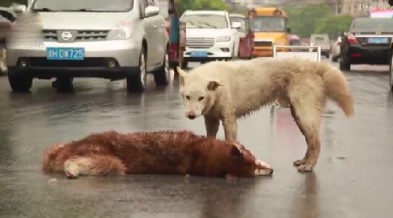 صور مؤثرة: كلب وفي بحاول اسعاف صديقه الذي صدمته سيارة ويُبكي الملايين  صورة رقم 11