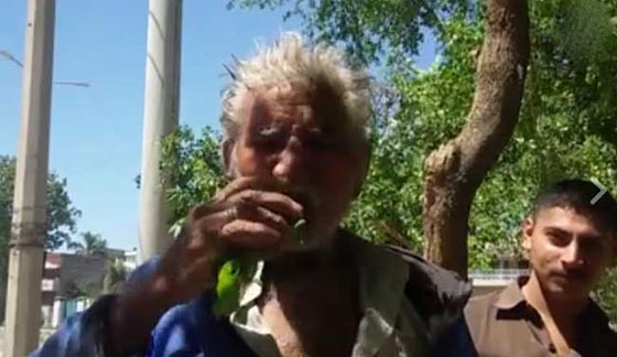  فيديو غريب: باكستاني فقير يأكل أوراق الشجر طيلة 25 عاماً.. وهذا هو السبب! صورة رقم 8