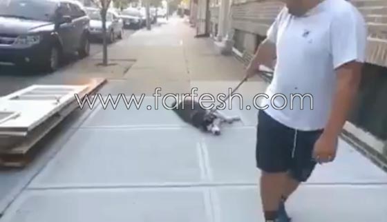 فيديو طريف: لن تصدق رد فعل كلب اراد التنزه في الخارج مع صاحبه ورفض العودة للبيت! صورة رقم 1
