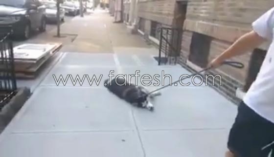 فيديو طريف: لن تصدق رد فعل كلب اراد التنزه في الخارج مع صاحبه ورفض العودة للبيت! صورة رقم 2
