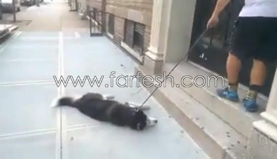 فيديو طريف: لن تصدق رد فعل كلب اراد التنزه في الخارج مع صاحبه ورفض العودة للبيت! صورة رقم 3