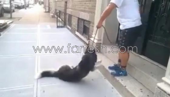 فيديو طريف: لن تصدق رد فعل كلب اراد التنزه في الخارج مع صاحبه ورفض العودة للبيت! صورة رقم 4