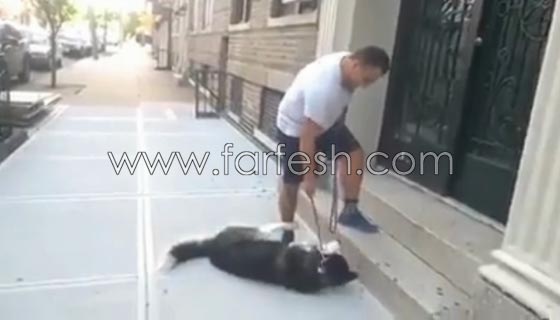 فيديو طريف: لن تصدق رد فعل كلب اراد التنزه في الخارج مع صاحبه ورفض العودة للبيت! صورة رقم 5