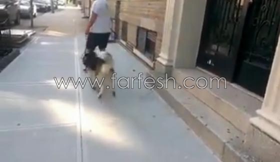 فيديو طريف: لن تصدق رد فعل كلب اراد التنزه في الخارج مع صاحبه ورفض العودة للبيت! صورة رقم 7