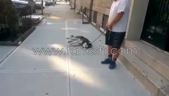 فيديو طريف: لن تصدق رد فعل كلب اراد التنزه في الخارج مع صاحبه ورفض العودة للبيت! صورة رقم 10