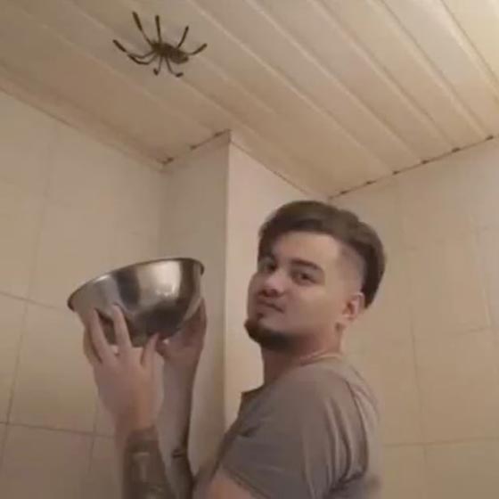 فيديو مثير.. شاب يحاول اصطياد عنكبوت ضخم تنتهي بمشهد مفزع! صورة رقم 2