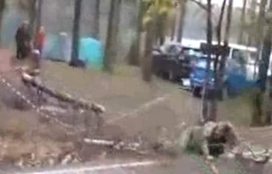 رجل ينجو من الموت بأعجوبة بعد ان سقطت عليه شجرة عملاقة.. فيديو صورة رقم 2