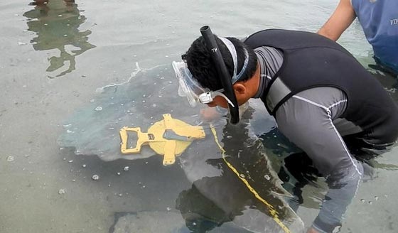 نهاية اضخم واندر سمكة بالعالم بعد فشل عملية انقاذها في نويبع بسيناء صورة رقم 1