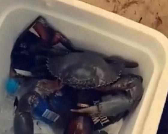 اكثر من مليون ونصف شاهدوا سمكة كابوريا تحاول فتح زجاجة بيرة صورة رقم 3