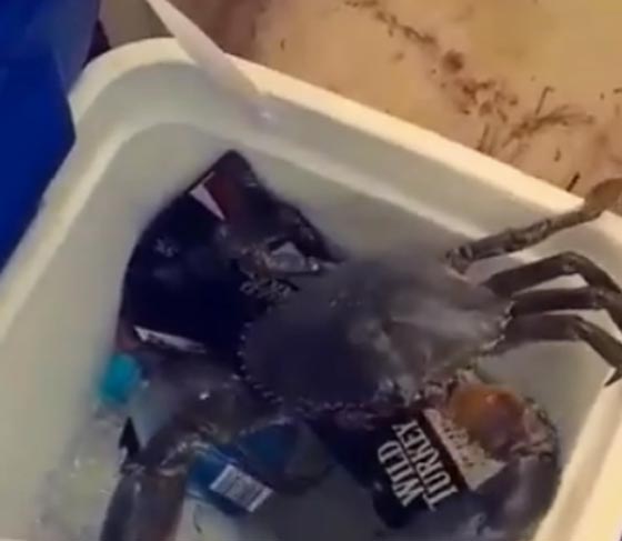 اكثر من مليون ونصف شاهدوا سمكة كابوريا تحاول فتح زجاجة بيرة صورة رقم 1