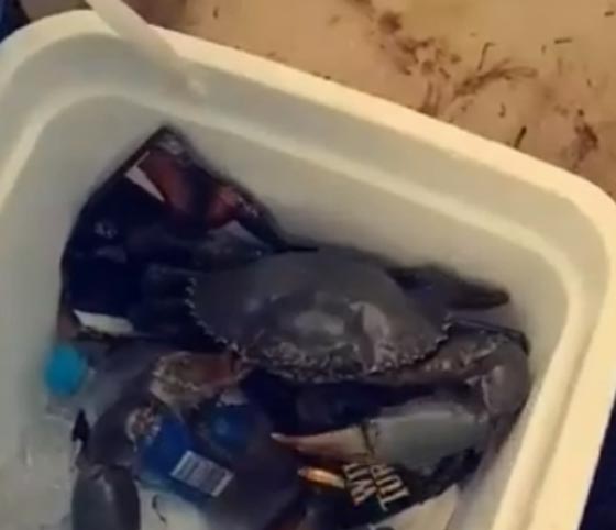 اكثر من مليون ونصف شاهدوا سمكة كابوريا تحاول فتح زجاجة بيرة صورة رقم 2