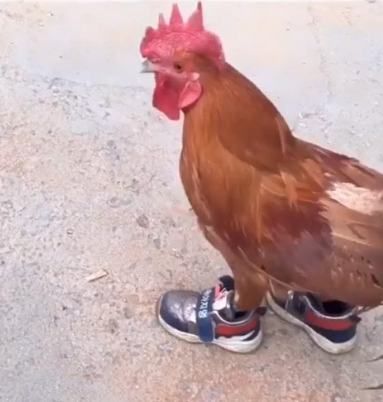 فيديو طريف.. ديك يركض بالحذاء ويذهل الكثيرين صورة رقم 1