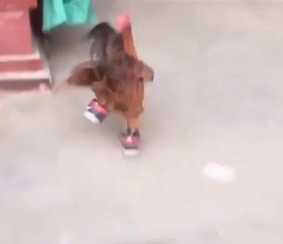 فيديو طريف.. ديك يركض بالحذاء ويذهل الكثيرين صورة رقم 2