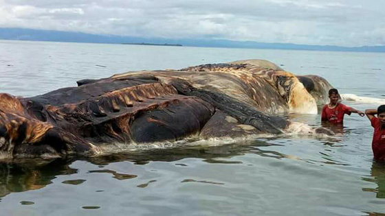  العثور على جيفة لحيوان بحري غامض طوله 15 مترا ووزنه طنين! صورة رقم 2