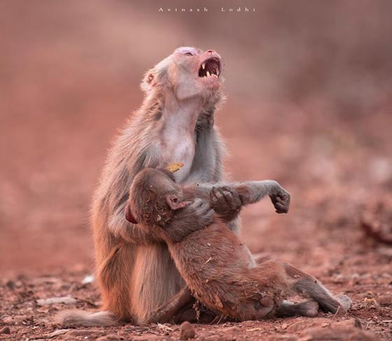 صور مؤثرة: قردة تبكي بحرقة لرؤية رضيعها يموت بين يديها صورة رقم 1