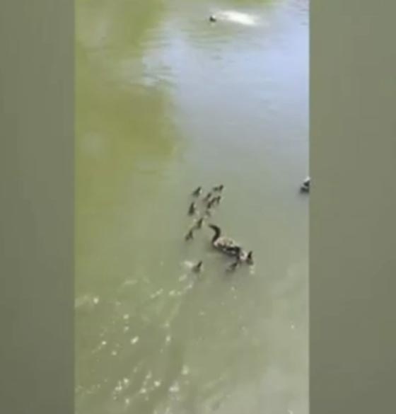 فيديو طريف.. بطة تعطي فراخها درسا في الشجاعة صورة رقم 4