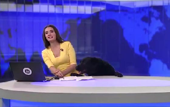 بالفيديو.. كلب يقتحم استوديو أخبار على الهواء مباشرة صورة رقم 1