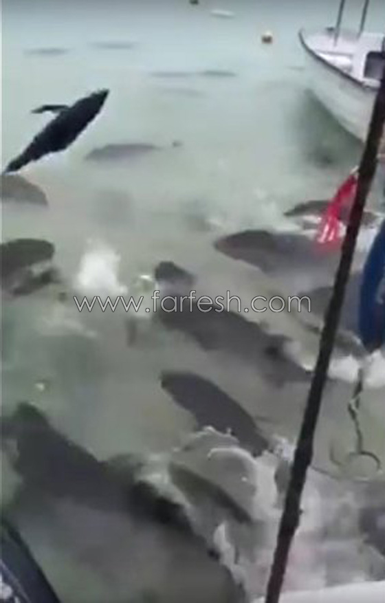 فيديو مثير.. اسماك بيرانا تفترس سمكة تونا وتحول مياه البحر للون الدم صورة رقم 1