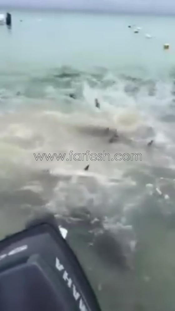 فيديو مثير.. اسماك بيرانا تفترس سمكة تونا وتحول مياه البحر للون الدم صورة رقم 2