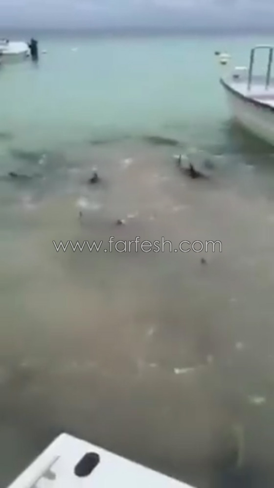 فيديو مثير.. اسماك بيرانا تفترس سمكة تونا وتحول مياه البحر للون الدم صورة رقم 3