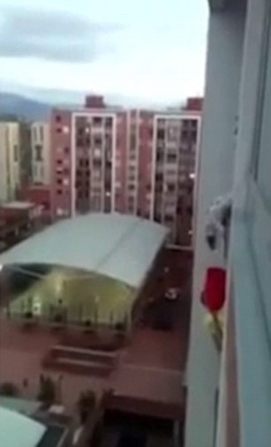 فيديو مثير.. رجل يخاطر بحياته على ارتفاع شاهق لانقاذ كلب عالق صورة رقم 1