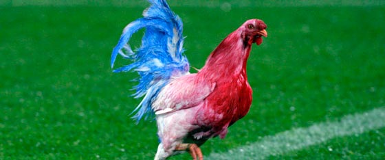 كيف اصبحت الحيوانات رموزا وطنية لدى الدول.. وما قصة الديك الغالي؟! صورة رقم 1