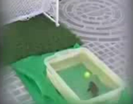 فيديو طريف.. سمكة مذهلة تلعب كرة القدم خارج المياه صورة رقم 1