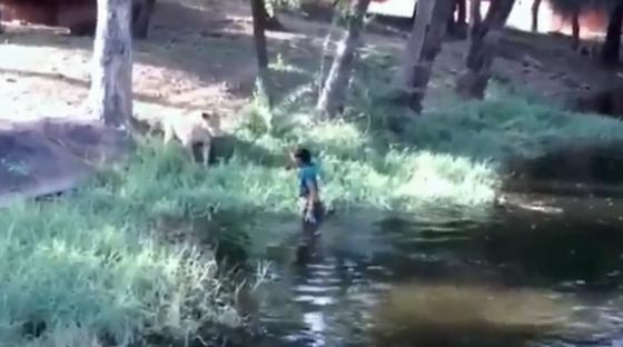 فيديو مثير.. سكران يحاول مصافحة الاسود في حديقة حيوان صورة رقم 1