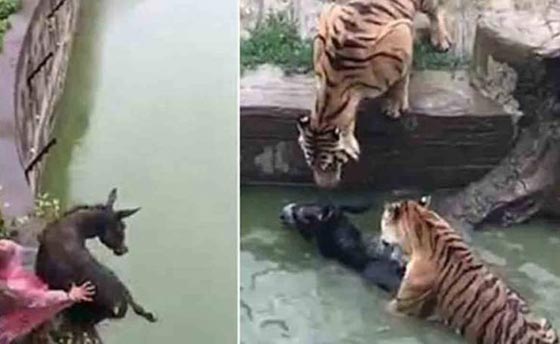 فيديو صادم.. القاء حمار حي لنمور جائعة يشعل مواقع التواصل صورة رقم 1