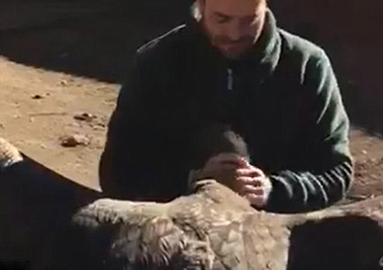 صداقة فريدة من نوعها بين طائر ضخم ورجل أنقذ حياته صورة رقم 3
