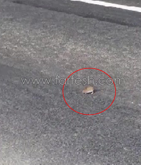بالفيديو.. فأر يواجه الموت 6 مرات وينجو بحياته صورة رقم 3