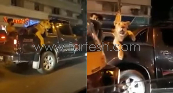 احتجاز رجل اعمال باكستاني للتحقيق بسبب تجوّله بصحبة اسد.. فيديو صورة رقم 1