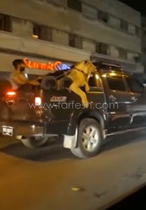 احتجاز رجل اعمال باكستاني للتحقيق بسبب تجوّله بصحبة اسد.. فيديو صورة رقم 2