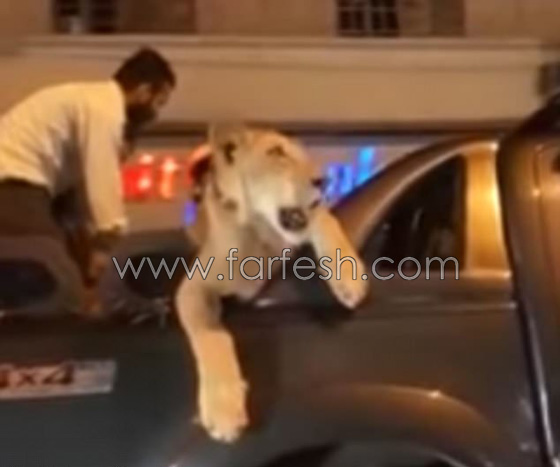 احتجاز رجل اعمال باكستاني للتحقيق بسبب تجوّله بصحبة اسد.. فيديو صورة رقم 3
