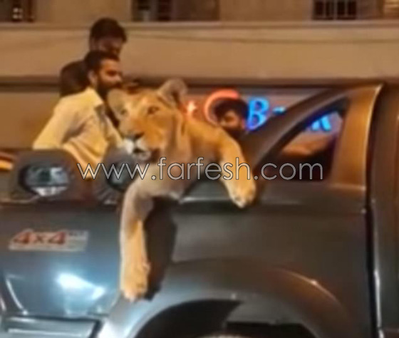 احتجاز رجل اعمال باكستاني للتحقيق بسبب تجوّله بصحبة اسد.. فيديو صورة رقم 4
