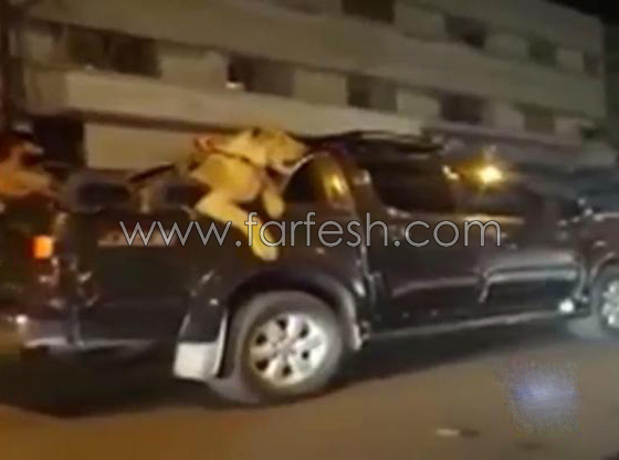احتجاز رجل اعمال باكستاني للتحقيق بسبب تجوّله بصحبة اسد.. فيديو صورة رقم 7