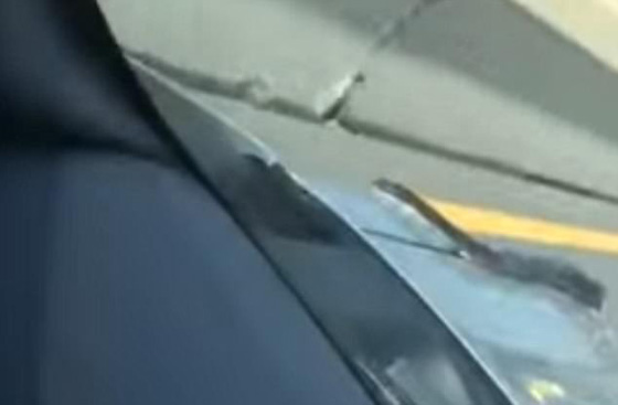فيديو مرعب.. ثعبان اسود يتراقص على نافذة سيارة صورة رقم 1