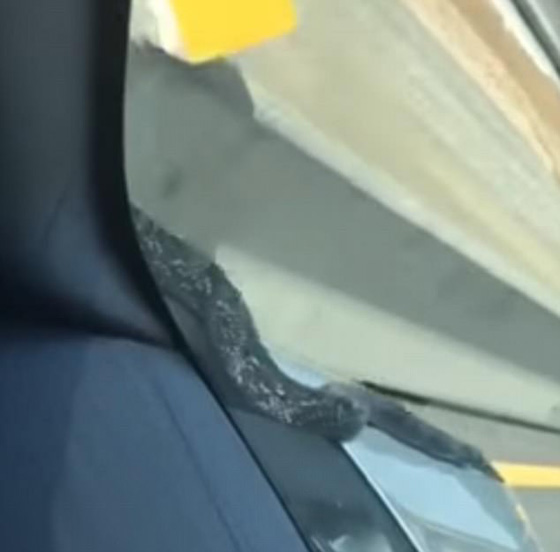 فيديو مرعب.. ثعبان اسود يتراقص على نافذة سيارة صورة رقم 3