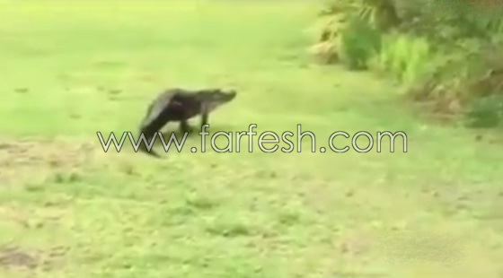 مواجهة غير اعتيداية بين تمساح وطائر اللقلق.. بالفيديو صورة رقم 7