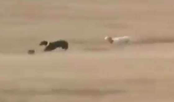 لقطات مذهلة لارنب يراوغ ويناور كلبي صيد بمهارة عالية.. فيديو صورة رقم 1