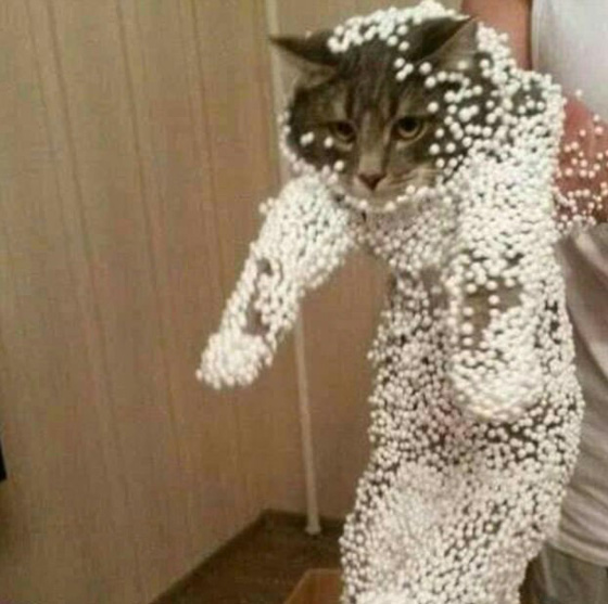 صور طريفة لحيوانات اليفة اثناء وقوعها في مأزق صورة رقم 2