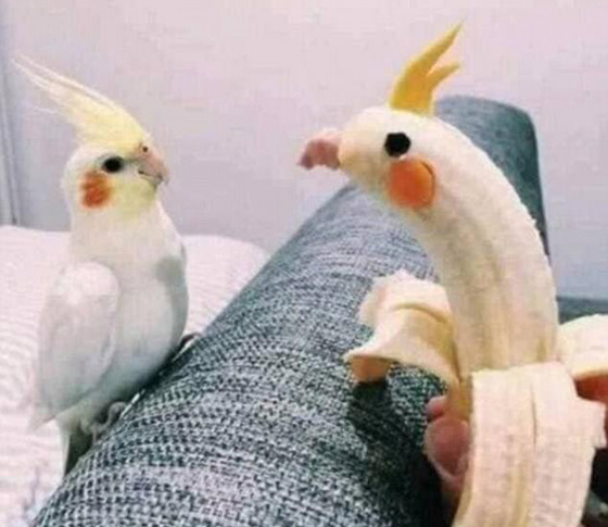 صور طريفة لحيوانات اليفة اثناء وقوعها في مأزق صورة رقم 5