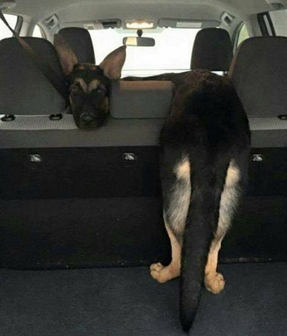 صور طريفة لحيوانات اليفة اثناء وقوعها في مأزق صورة رقم 7