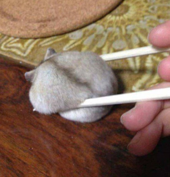 صور طريفة لحيوانات اليفة اثناء وقوعها في مأزق صورة رقم 10