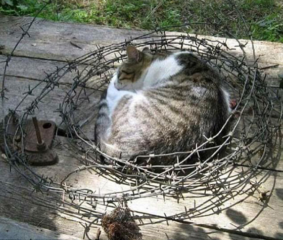 صور طريفة لحيوانات اليفة اثناء وقوعها في مأزق صورة رقم 11