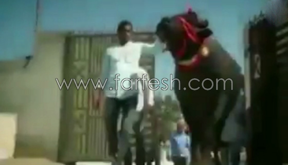 اغرب ثور قد تراه في حياتك.. يشرب الكحول ويستحم مرتين في اليوم.. فيديو صورة رقم 1