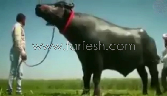 اغرب ثور قد تراه في حياتك.. يشرب الكحول ويستحم مرتين في اليوم.. فيديو صورة رقم 2