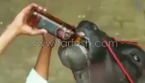 اغرب ثور قد تراه في حياتك.. يشرب الكحول ويستحم مرتين في اليوم.. فيديو صورة رقم 3